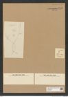Diatomeae indet. Zeichnungen Sammlung Grunow Nr. 7745 (NHMW-BOT-W0376967)